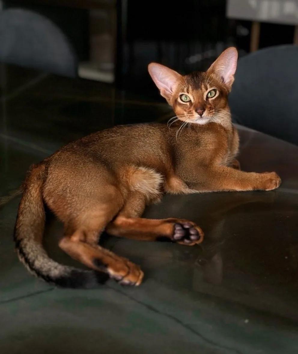 爱猫被车撞伤,巴舒亚伊发帖寻求一只健康的猫为他的猫献血